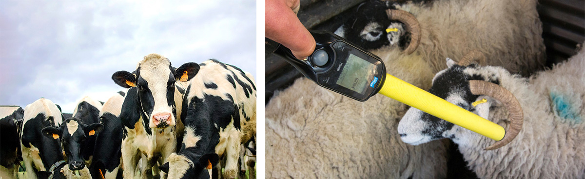 Livestock Animal Management