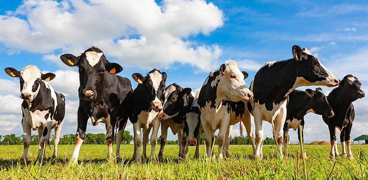 Livestock Animal Management