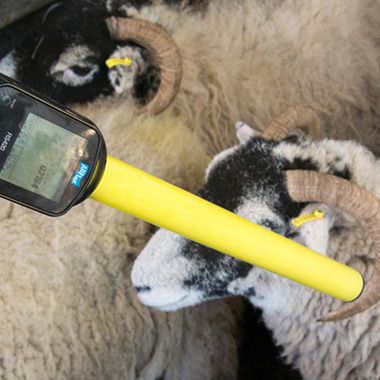 Livestock Animal Management